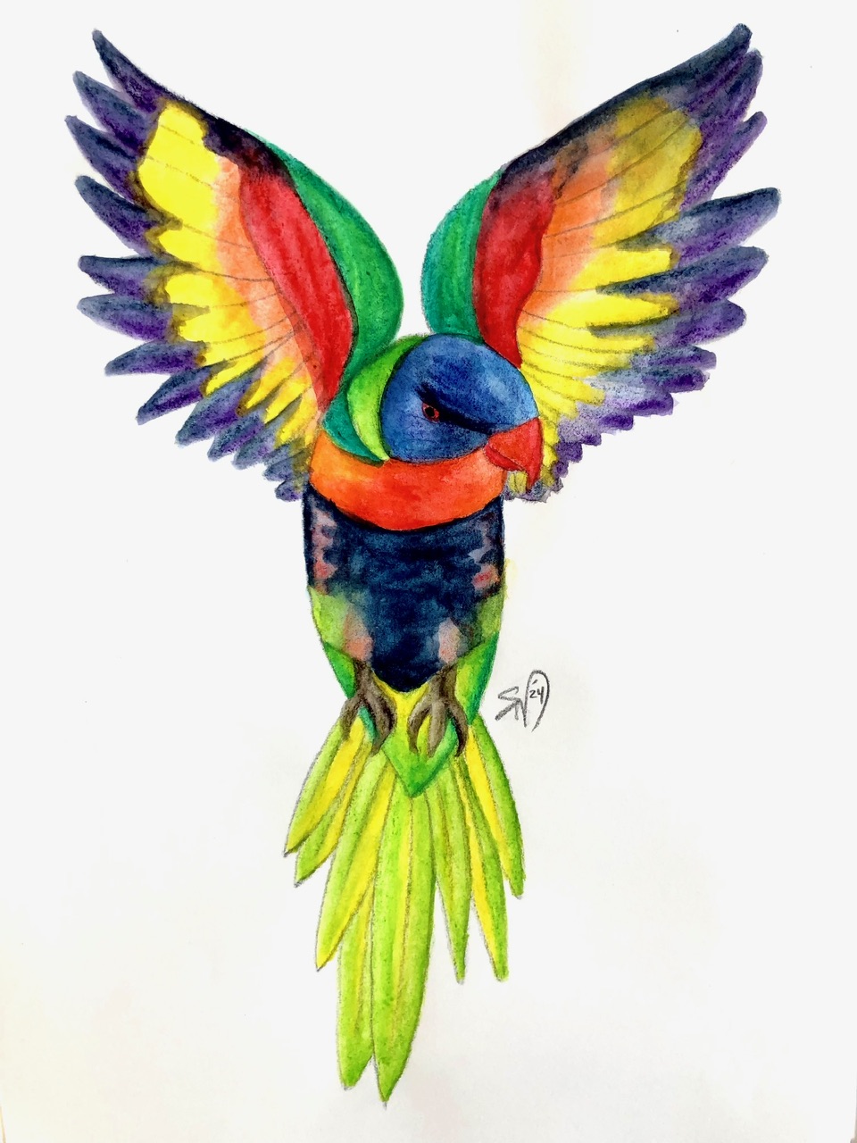 Illustration of a Rainbow Lorikeet by Sophy Wong using pencils and watercolors. 