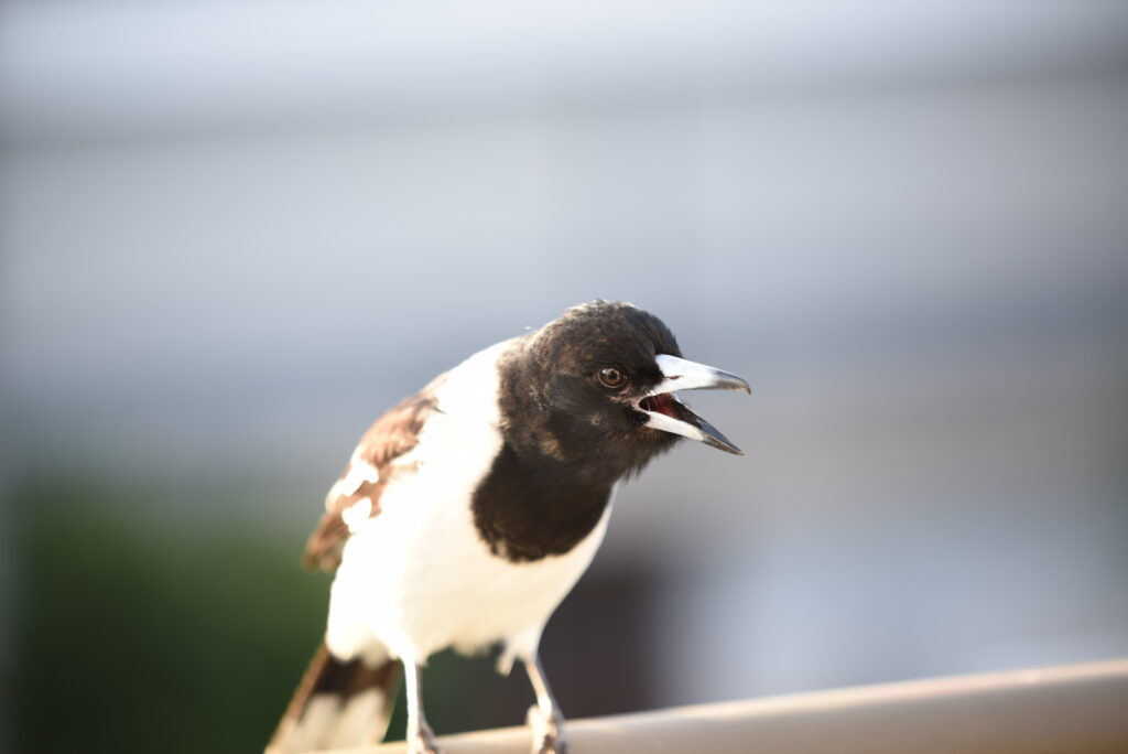 Pied Butcherbird singing