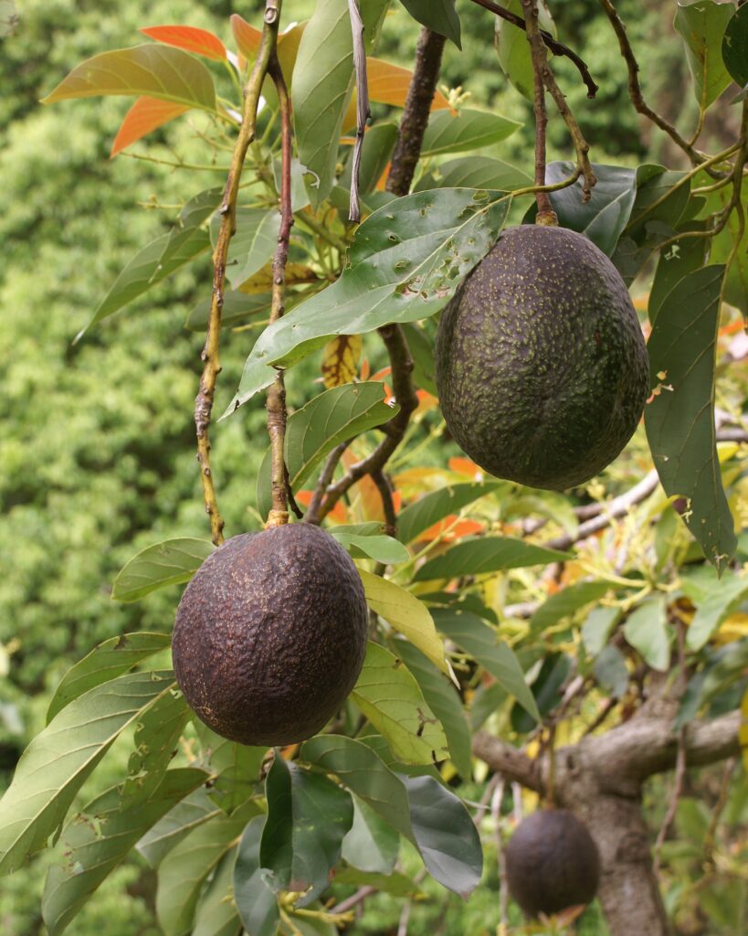 Photo of a Hass avocado tree