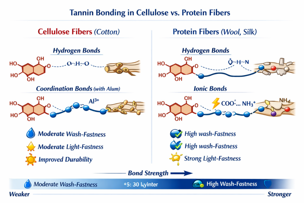 Diagram of cellulose vs. protein fibers without and with alum mordant. Diagram made with the help of Co-Pilot AI. 