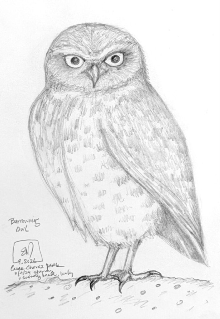 Western Burrowing Owl pencil sketch by Sophy Wong