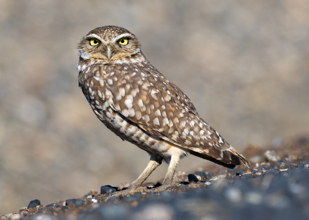 Photo of the Western burrowing owl in California by ©Frank Schulenburg / CC BY-SA 4.0